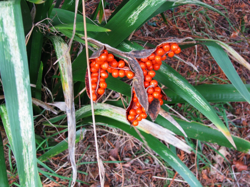 In the Hall Grounds, do not know the name