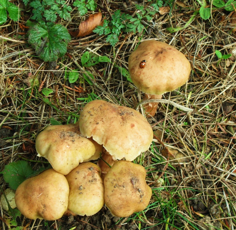 Fungi In the Hall Grounds