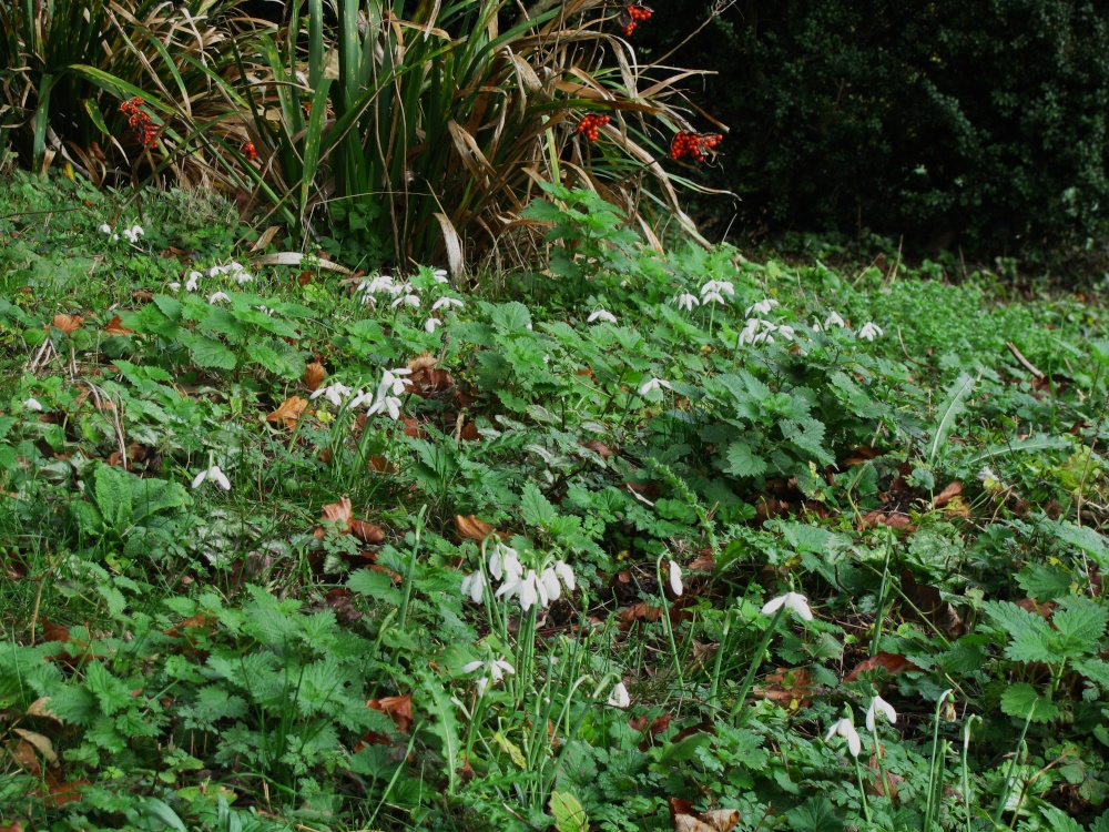 A few Snowdrops in November