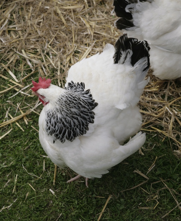 East of England Show