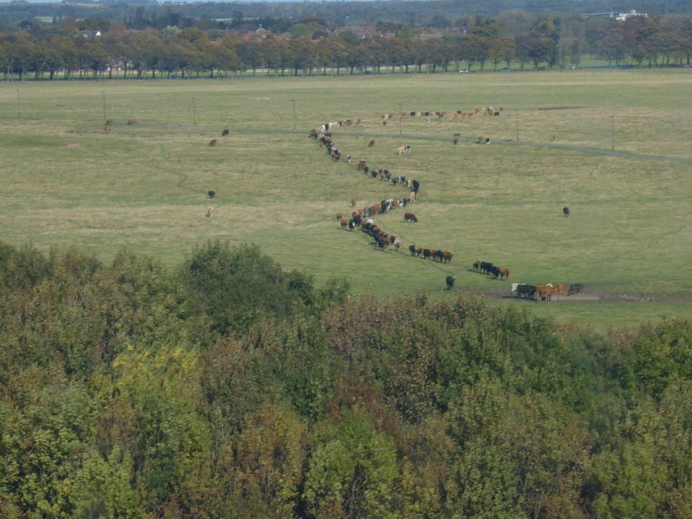 Cattle on the Town Moor