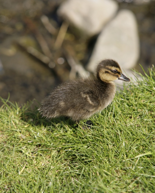 Duckling near the River Welland