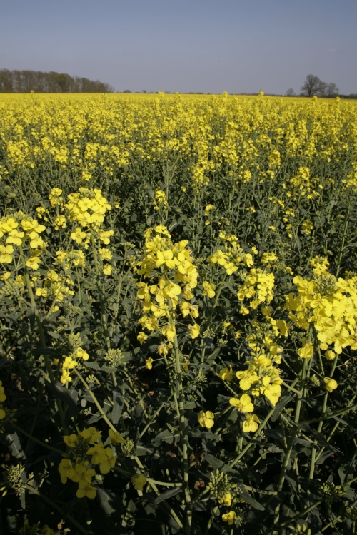 Rape fields
