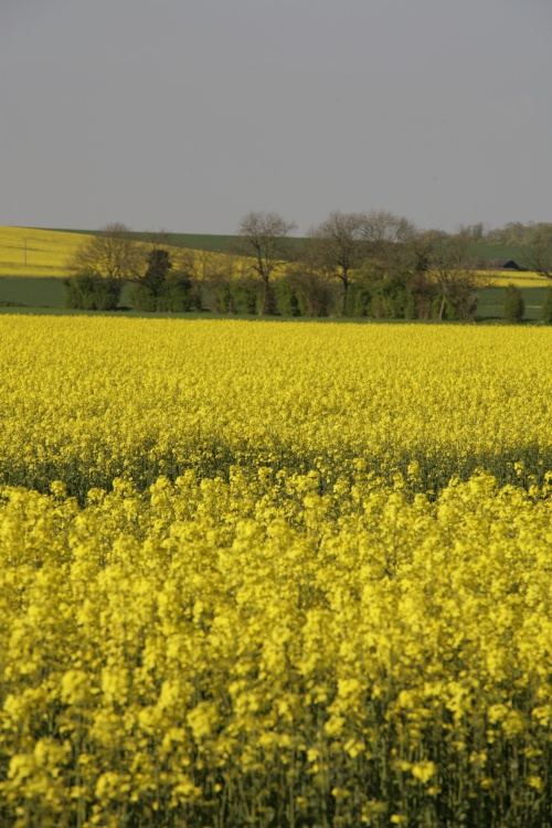 Rape fields