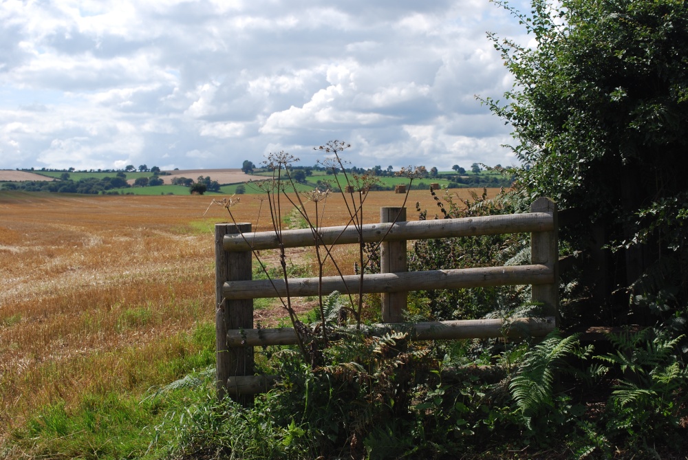 Photograph of Field view