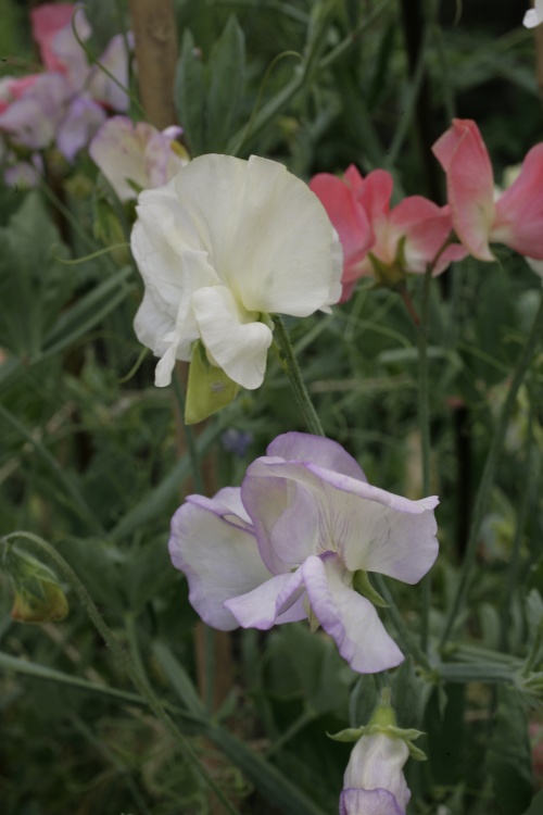 Sweet Peas