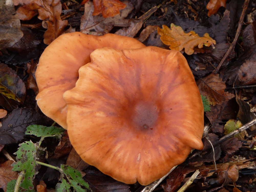 Fungi in the car park