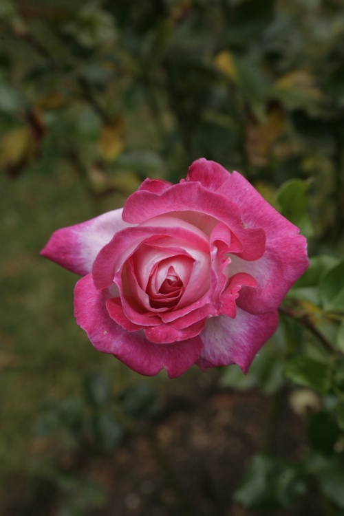 English  Rose