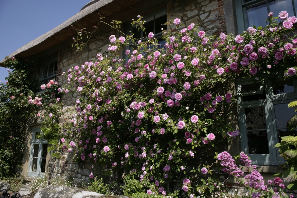 Rose cottage