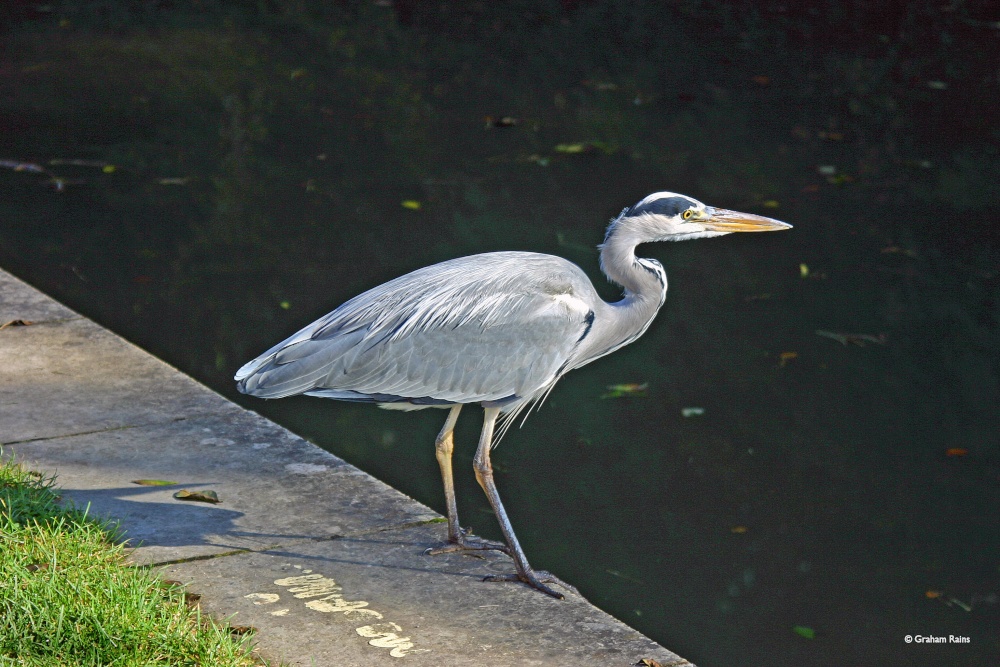 Limpley Stoke, Wiltshire