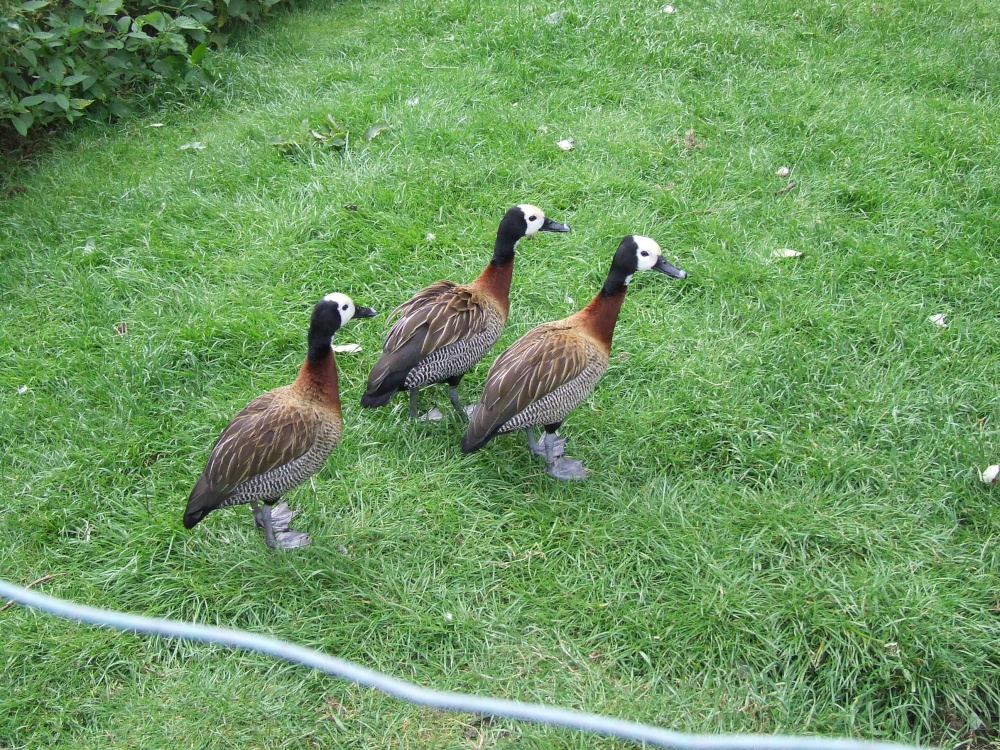 Three wise Whistling Ducks