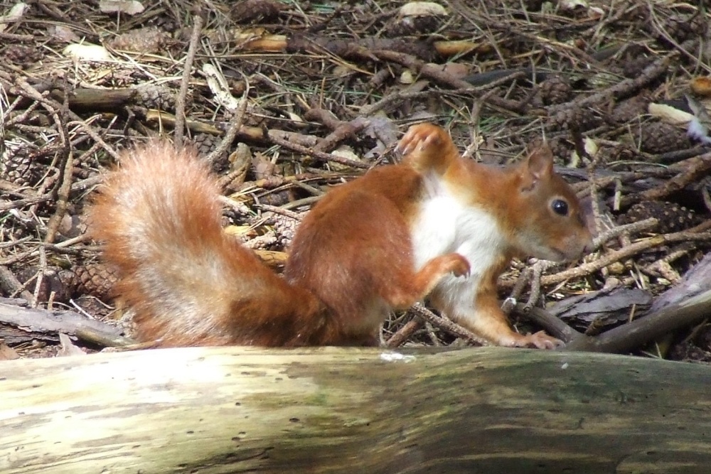 Photograph of Acrobatic squirrel