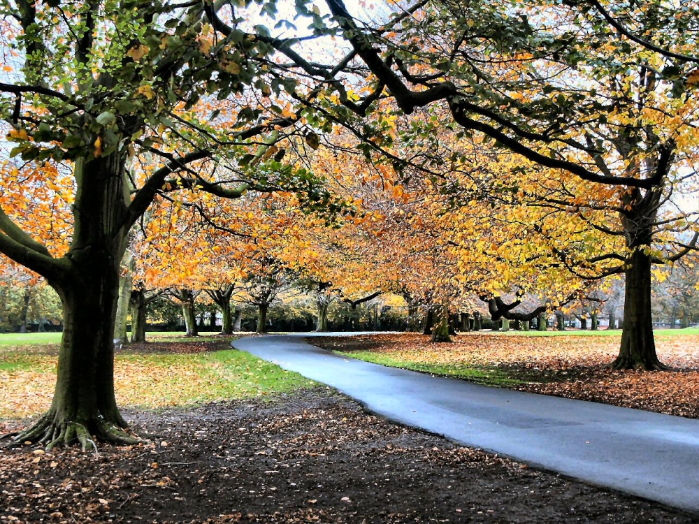 Autumn Springfield park