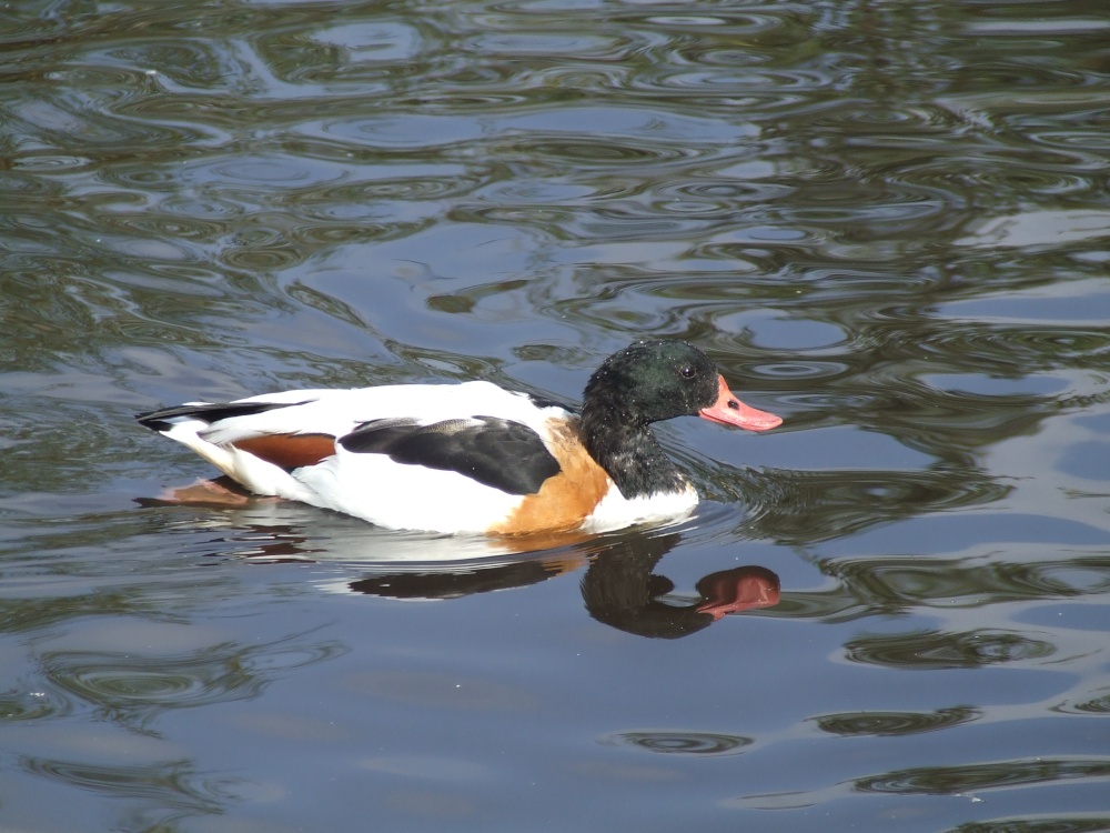 Wildfowl & Wetlands Trust Martin Mere