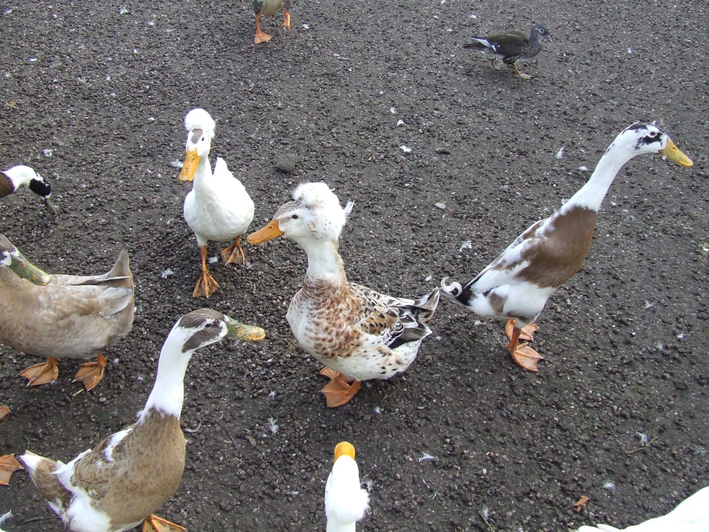 Having a bad hair day