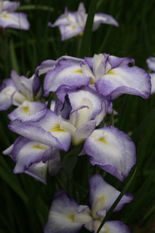 Iris