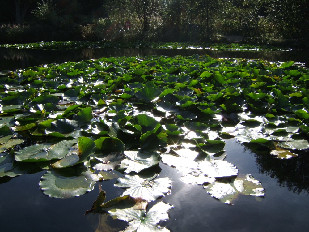 Photograph of Lily pond