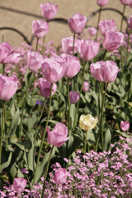 Pink Tulips