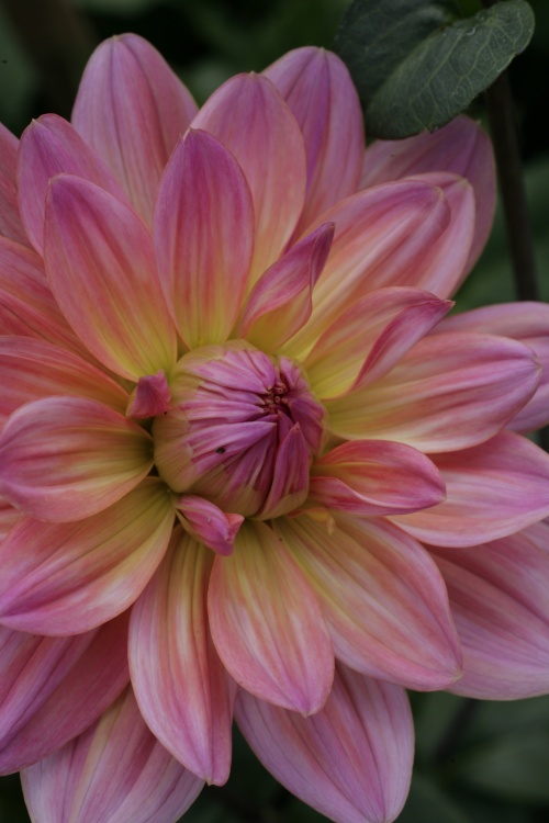 Dahlia