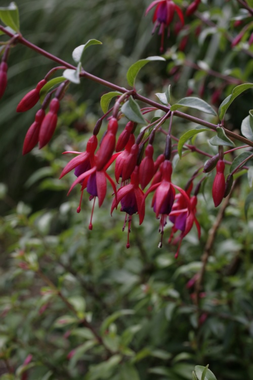 Fuchsia