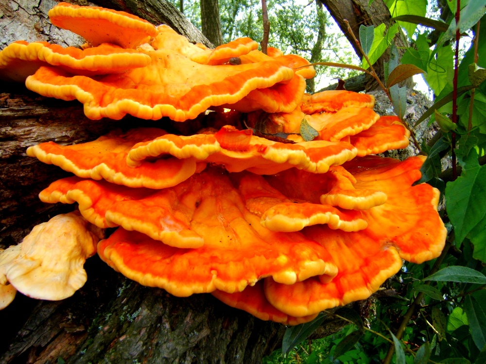 Fungi on tree