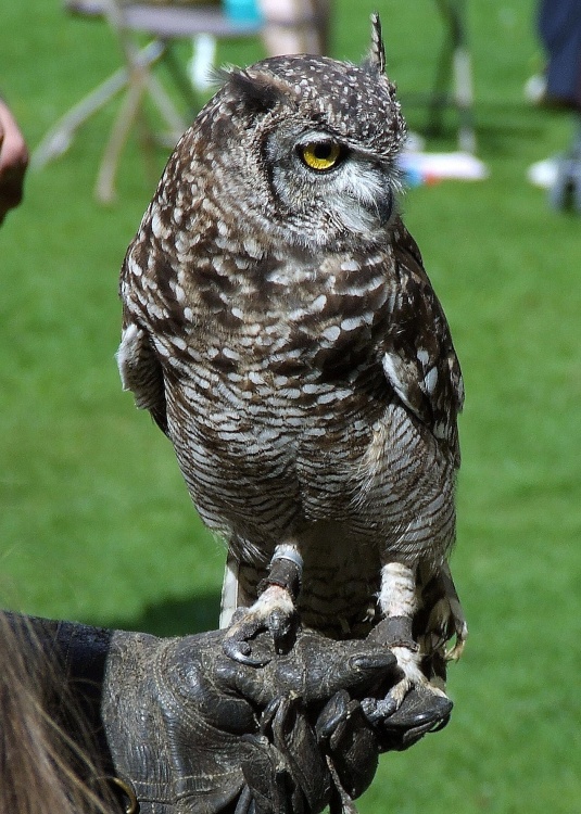 Owl