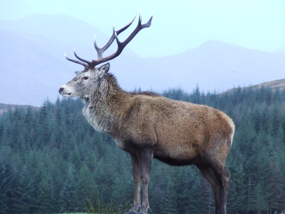 Photograph of The Monarch of The Glen