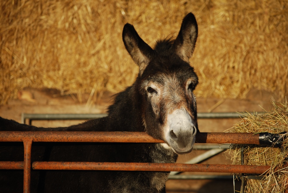 Photograph of Little donkey