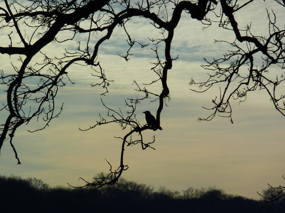 Photograph of Crow