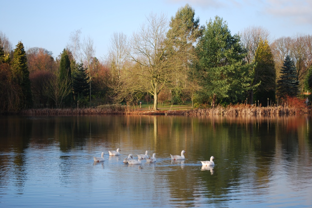 Photograph of Bodenham Arboretum Lake