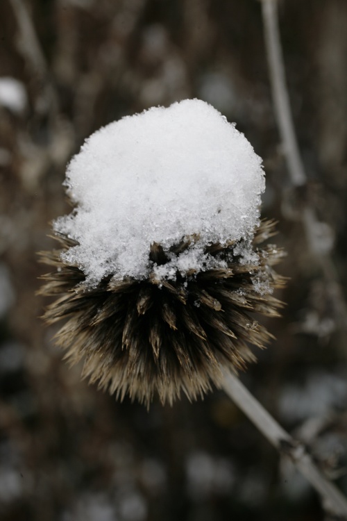 Thistle in the snow