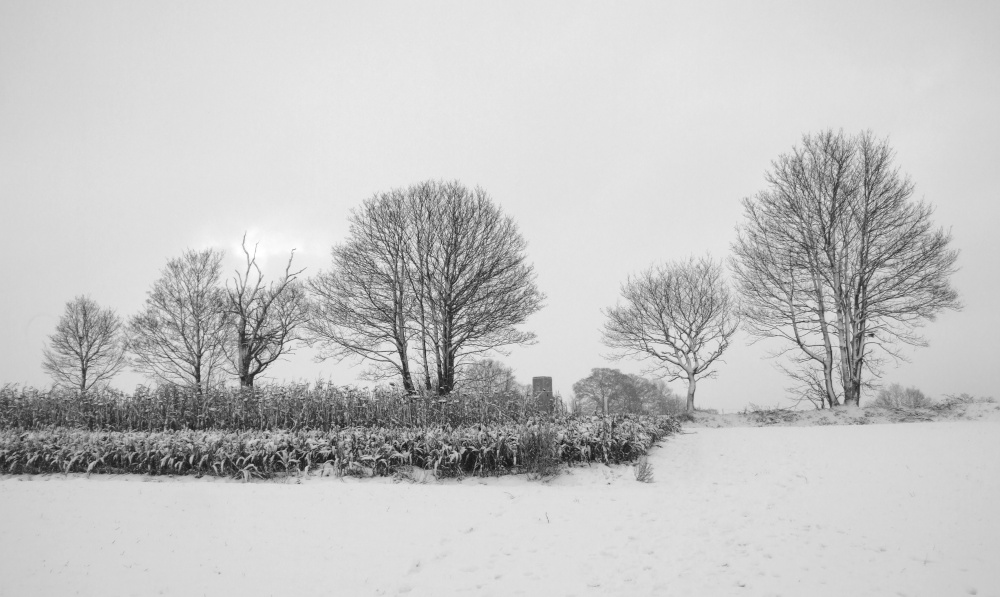Photograph of Winter treescape looking towards Braydeston Church