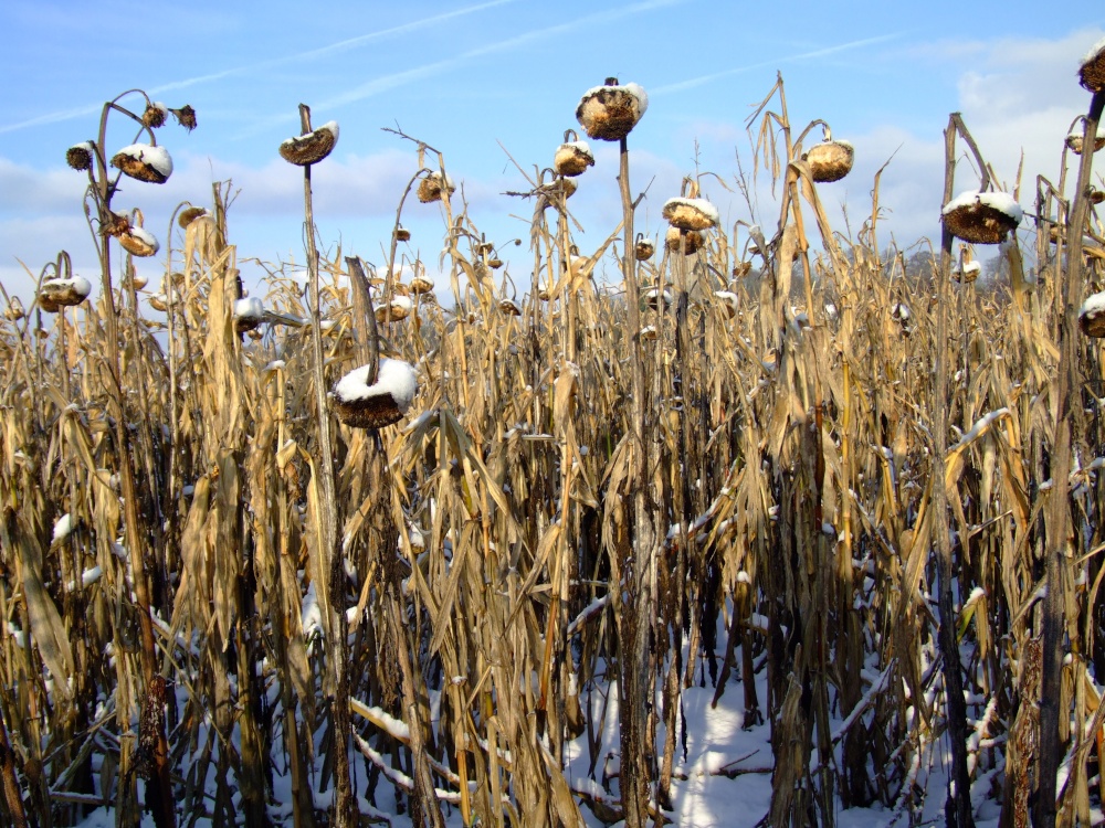 Sunflower heads in winter in fields between Blofield and Braydeston