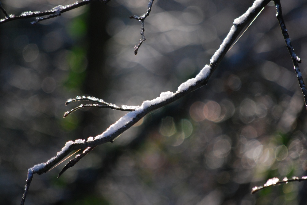 Icy branches