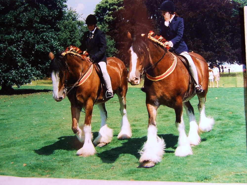 Display of Shire horses
