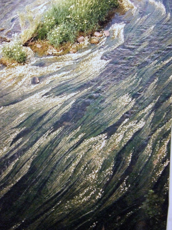 Hairy river