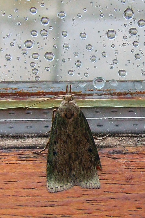 Wet Moth