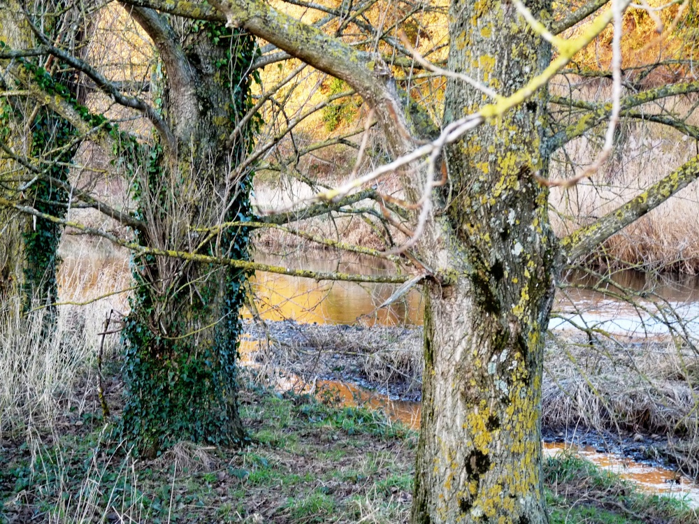 Trees on the banks of the River Otter