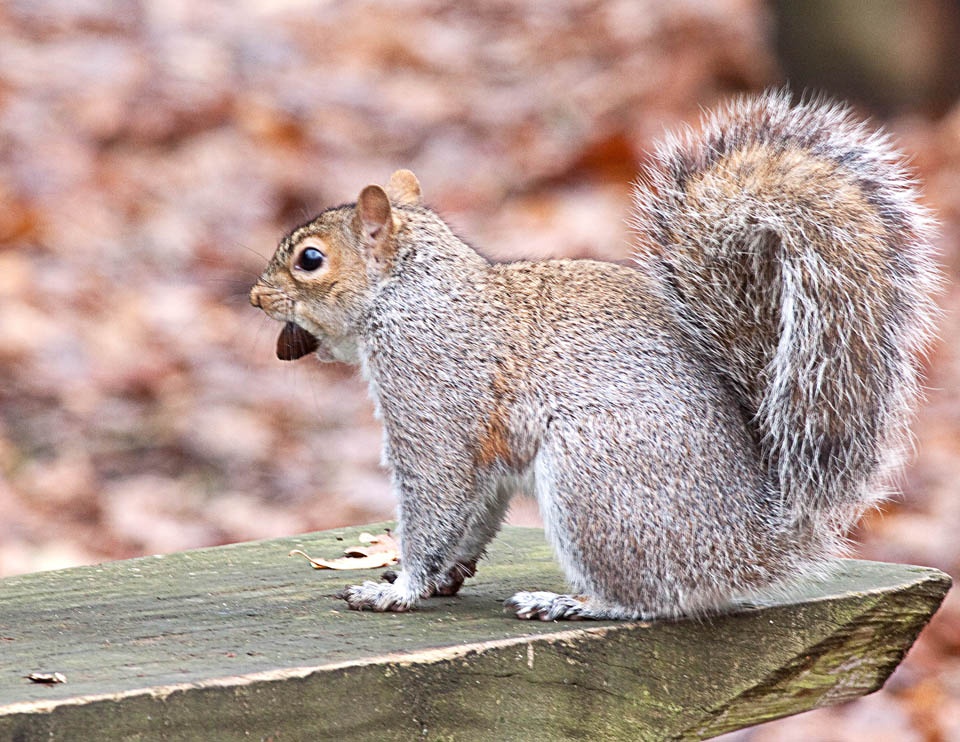 Grey Squirrel photo by John Tompkins