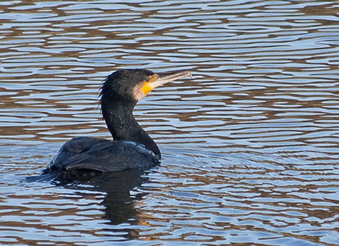 Cormorant photo by John Tompkins