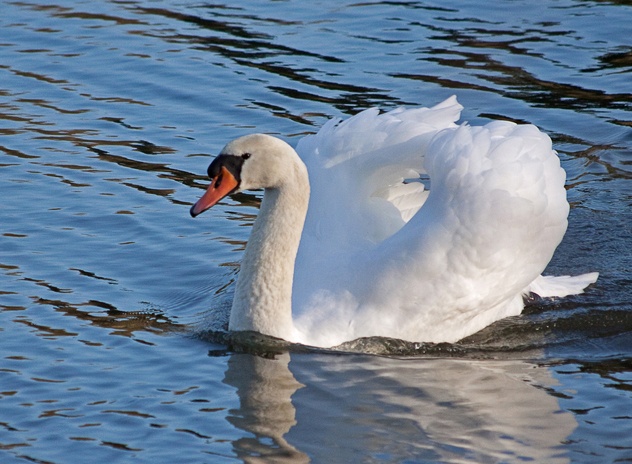Mute Swan photo by John Tompkins