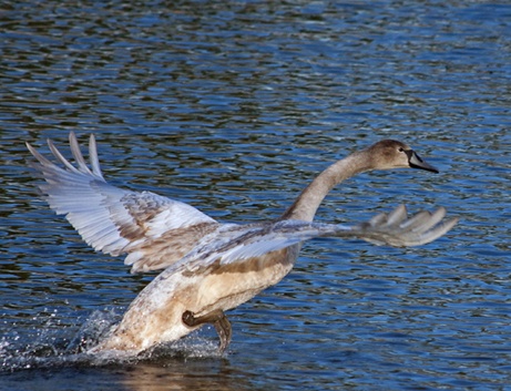 Juvenile Mute Swan photo by John Tompkins