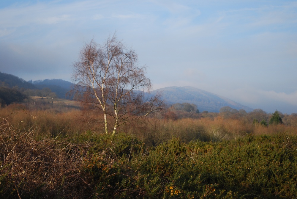 Distant views of Malvern across Castlemorton Common