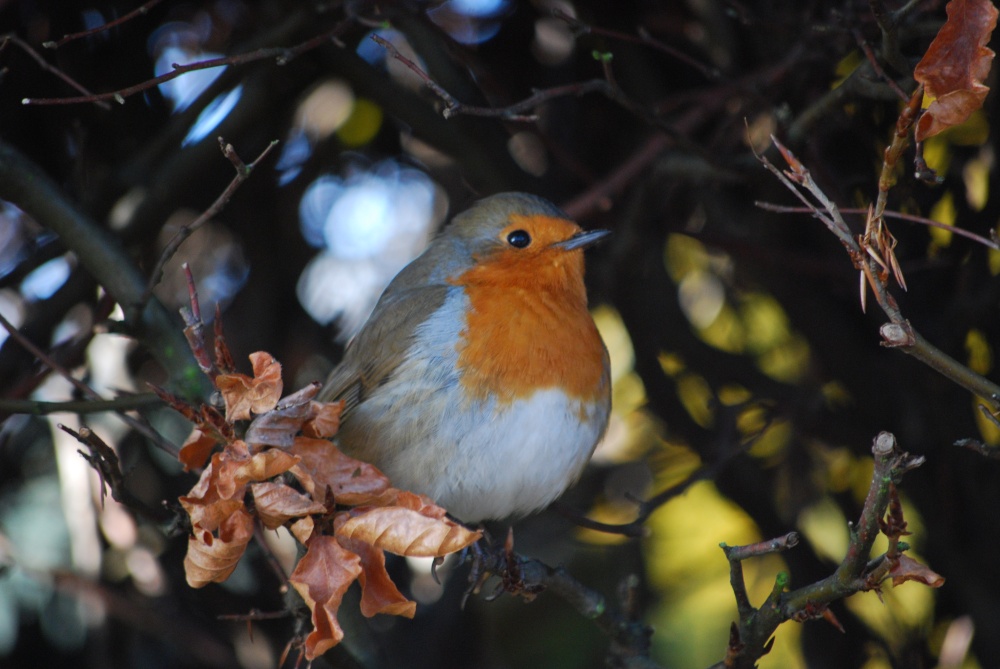 Photograph of Friendly robin
