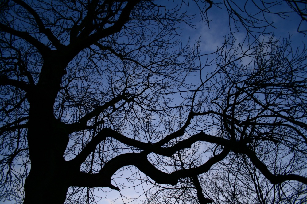 Tree at Dusk