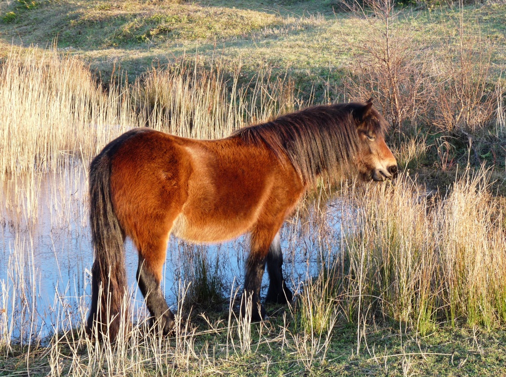 Photograph of Shetland pony on Dawlish Warren