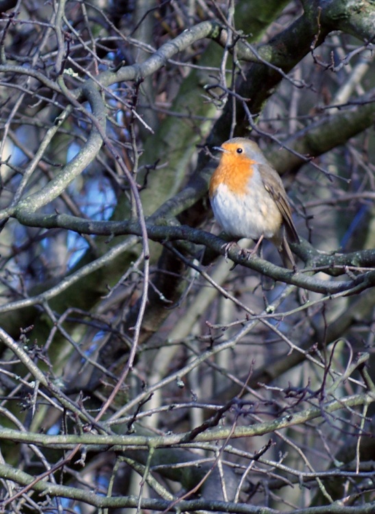 Winter Robin