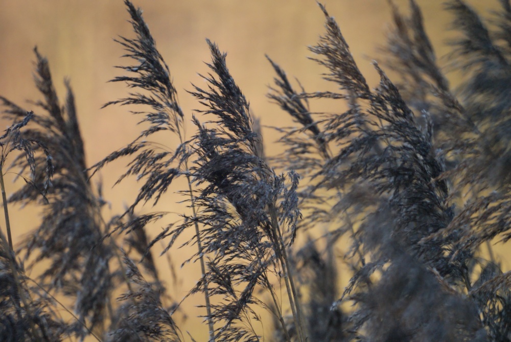 Photograph of Reeds