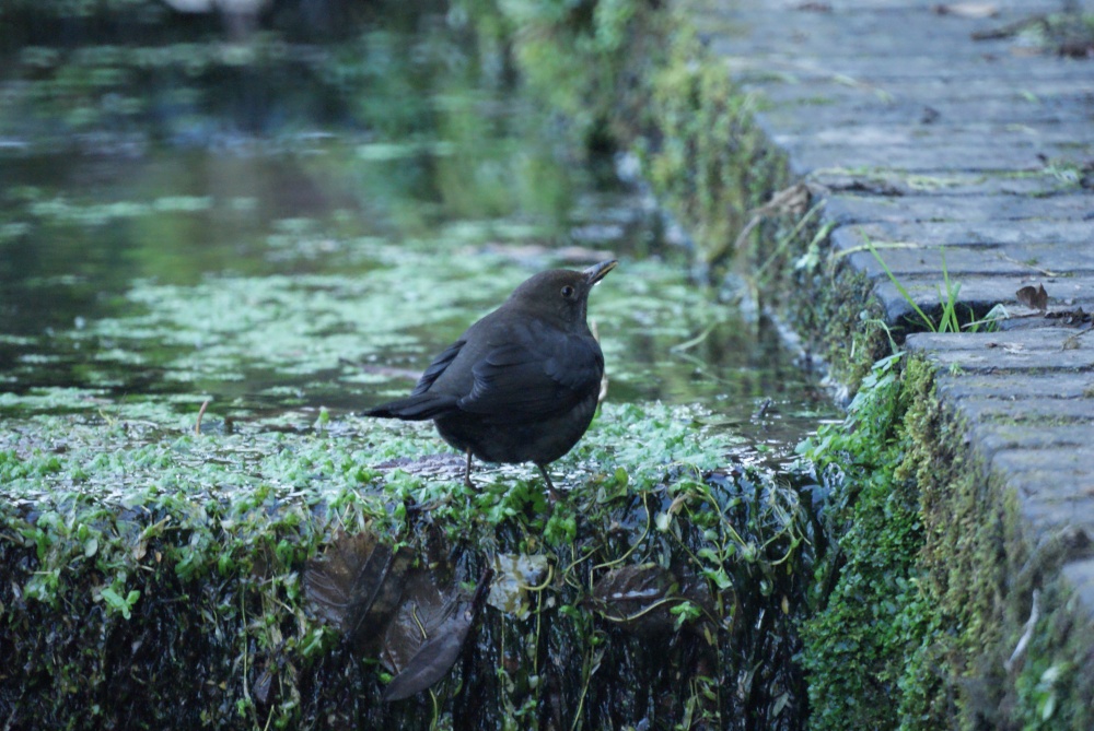 Photograph of Blackbird