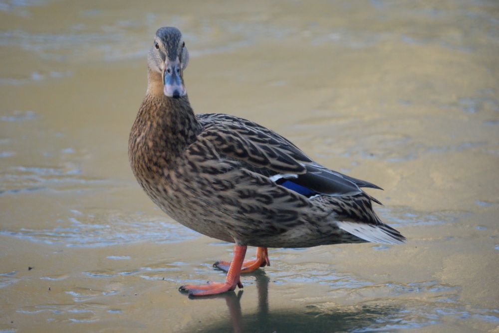 Photograph of Female Mallard Duck